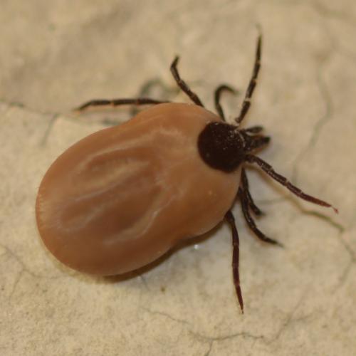 Réf. 310 947 : Ixodes ricinus